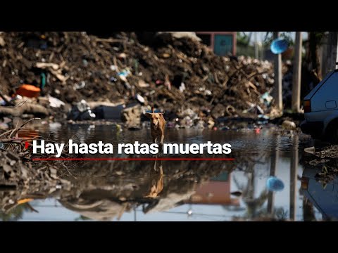 Acapulco está viviendo entre la basura, el fétido olor... ¡y hasta ratas muertas!