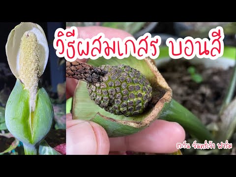 วิธีผสมเกสรบอนสี