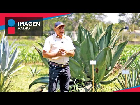 Multiplicación de maguey in vitro, la nueva apuesta para el mezcal; dan respiro al campo