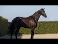 Dressage horse 4 years old black gelding Indian Rock x Jazz x Welt Hit II