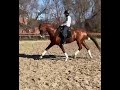 حصان الفروسية H-DON CAMILLO ST GEORGE HORSE (DON BOLEROXSTEDINGER)