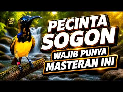 Masteran sogon full materi isian bren cigun sambung cililin speed rapat