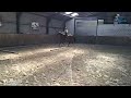 Springpaard Mooie 5 jarige merrie