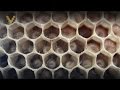 Пчеловодство: Обучающее видео по пчеловодству