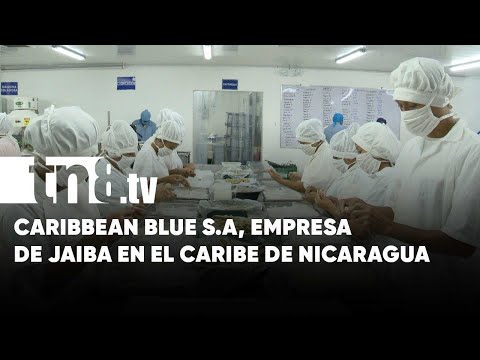 Caribbean Blue S.A, exitosa empresa que procesa la jaiba en Nicaragua