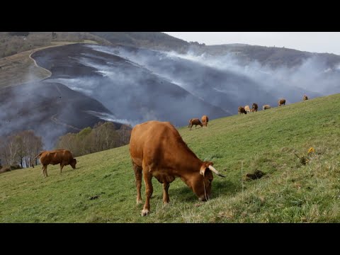 El incendio de Baleira (Lugo), ya estabilizado, alcanza las 1.400 hectáreas calcinadas