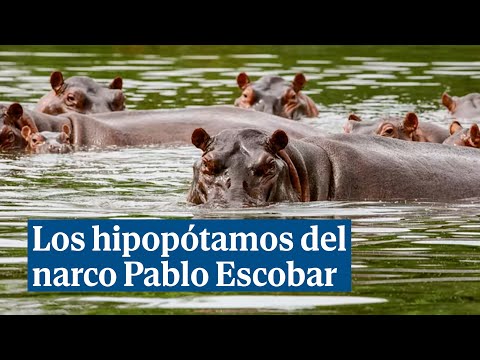 Los 150 hipopótamos de Pablo Escobar, los últimos herederos del narco que preocupan a Colombia