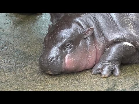 Thai zoo moves to patent image of baby pygmy hippo Moo Deng