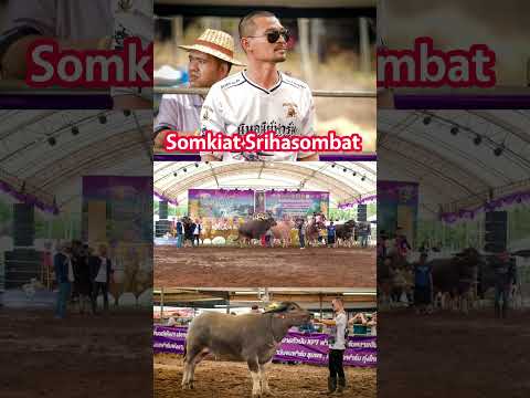 ควายไทย100ล้านSomkiatSrihasom