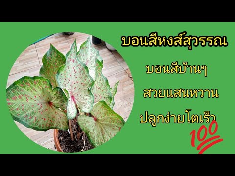 เปลี่ยนกระถางใหม่ให้หงส์สุวรรณ