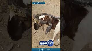 الله يكفي الشر