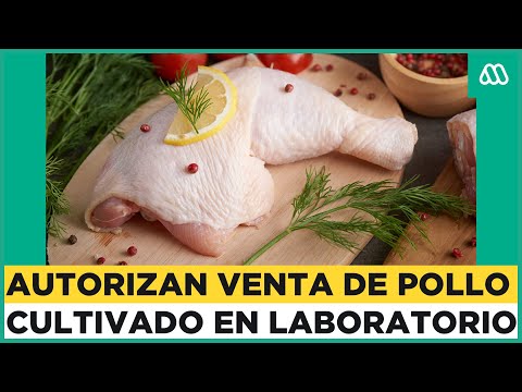 Pollo cultivado: Aprueban la venta de carne de laboratorio