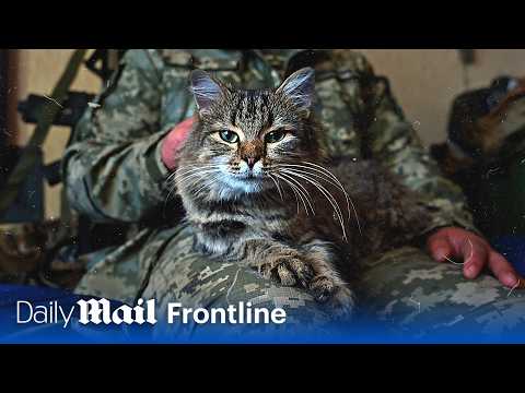 Frontline battle cats: Meet Ukraine's surprising secret weapon | Frontline | Daily Mail