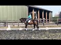 Dressage horse Pola Laguna * nieuw fotos + video!