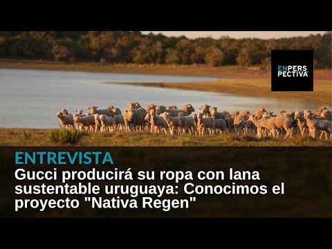 Gucci producirá su ropa con lana sustentable uruguaya: Conocimos el proyecto Nativa Regen