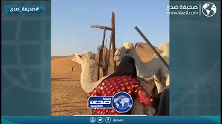 وش عرفها في الإبل