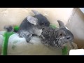 Шиншиллы: Шиншилы купаются