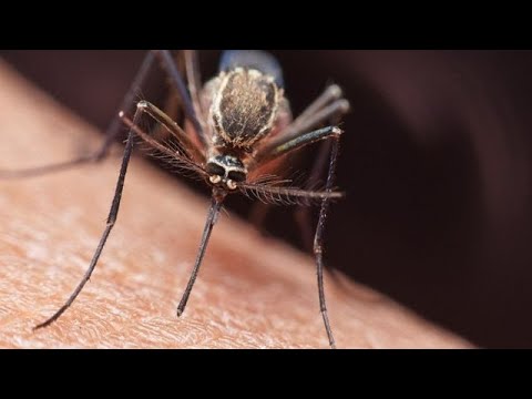Nicaragua y Honduras lucharán contra la malaria en la zona fronteriza