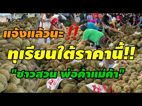 ทุเรียนหมอนทอง!ทุเรียนใต้ราคาน