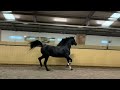 Dressage horse 2,5 jarige hengst van Toto jr