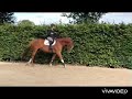 Show jumping horse Ricard’o