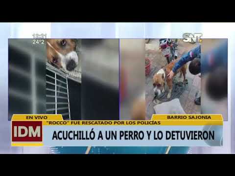 Sajonia: Acuchilló a un perro y lo detuvieron