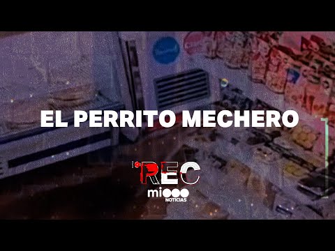 EL PERRITO MECHERO - LA BANDA DEL UTILITARIO - #REC