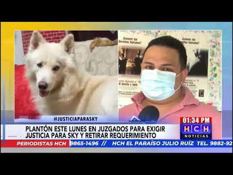¡Nunca antes visto! Perro deberá asistir ante un tribunal en #Honduras | #JusticiaparaSky