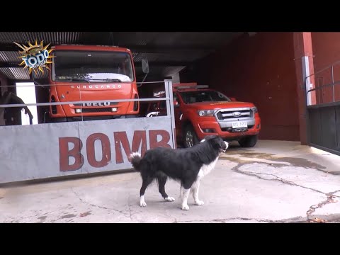 Todo Uruguay | Tito, el perro bombero