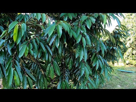 แนวทางทำใบทุเรียนให้ได้คุณภาพ- แนวทางทำใบทุเรียนให้ได้คุณภาพ-