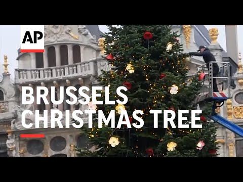 18-meter-high Christmas tree goes up in Brussels