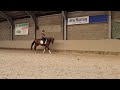 Dressage horse Getalenteerd sportpaard