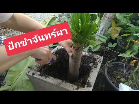 ปักชำต้นจันทร์ผาไม้มงคล|สมนึ