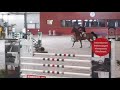 Show jumping horse Fijn springpaard cornado 2