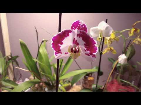 Orchidee verblüht was tun