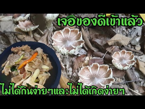 หายากมากๆเห็ดชนิดนี้-มาเจอแบบน หายากมากๆเห็ดชนิดนี้-มาเจอแบบน