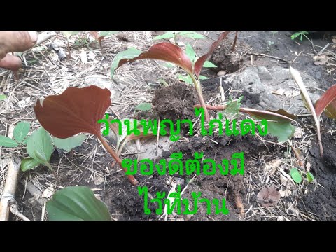 ขุดว่านพญาไก่แดง-เป็นว่านมงคล- ขุดว่านพญาไก่แดง-เป็นว่านมงคล-