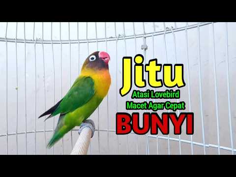 Lovebird Ngekek Panjang FIGHTER MANTUL Buat TERAPI Lovebird MACET JARANG BUNYI