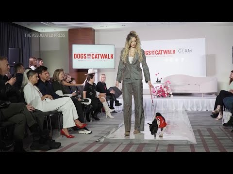 Canine catwalk show to find homes for ownerless dogs