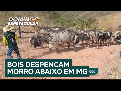 Quase Morri: Bois se soltam de carroça e despencam morro abaixo em Minas Gerais