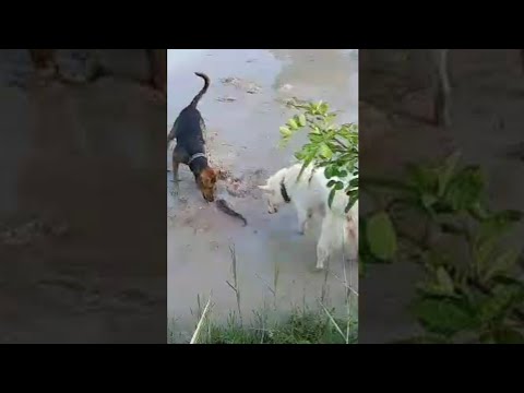 น้องหมากับปลาช่อน-‼️The-Dogs-W น้องหมากับปลาช่อน-‼️The-Dogs-W