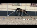 Show jumping horse Te Quiero