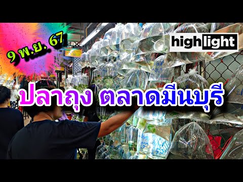 อัพเดทร้านขายปลาถุงตลาดจตุจัก