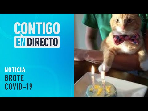 INSÓLITO: Cumpleaños de gato dejó 15 contagiados en Valparaíso - Contigo En Directo