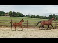 Show jumping horse Springveulen te koop (Balou Du Rouet X Elvis Ter Putte)