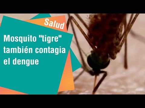 El mosquito ''tigre'' amenaza los hogares de los ticos