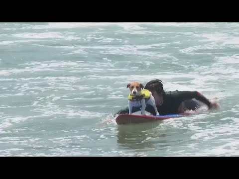 Efruz, el perro surfista de Perú