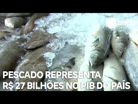 Cadeia do pescado representa R$ 27 bilhões no PIB