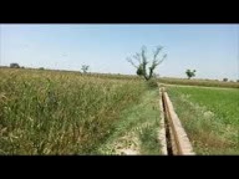 Invasion of locusts damages crops in Pakistan