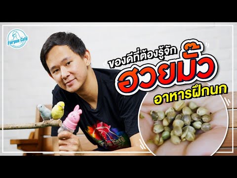 ของรางวัลสำหรับฝึกนกฟอพัส|Re